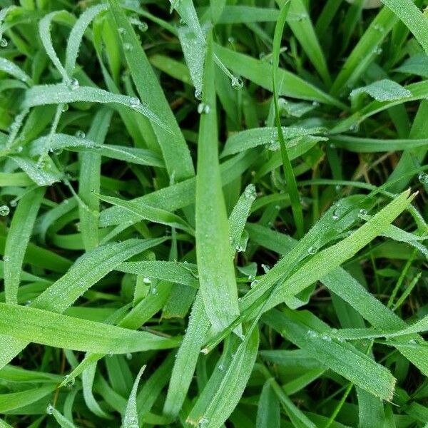 Poa annua Leaf