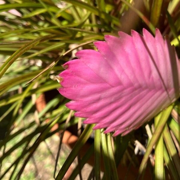 Tillandsia cyanea Pokrój