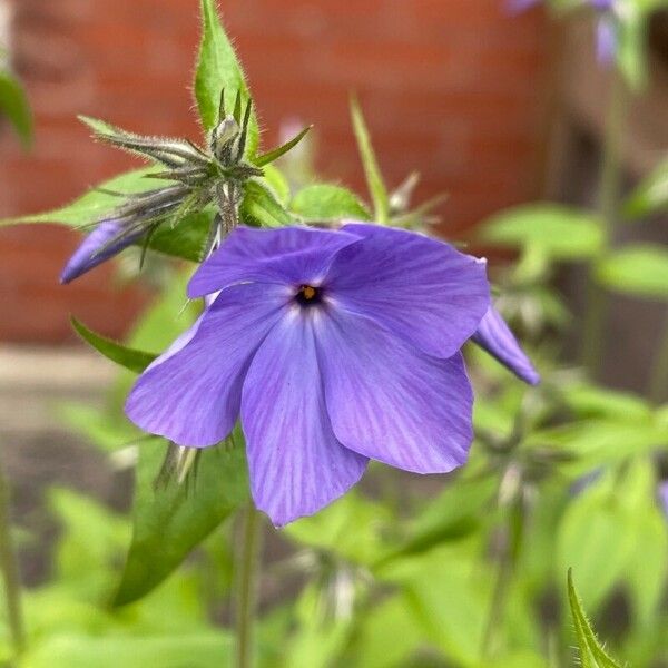 Phlox divaricata 花