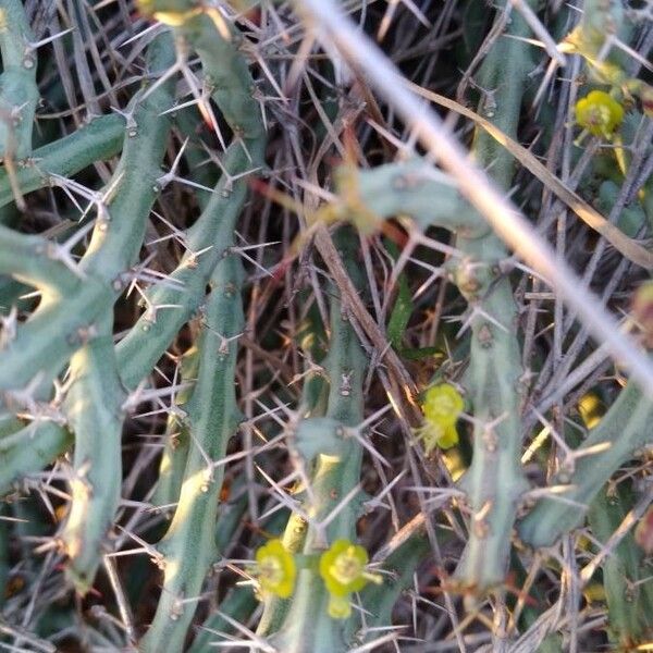 Euphorbia graciliramea फूल