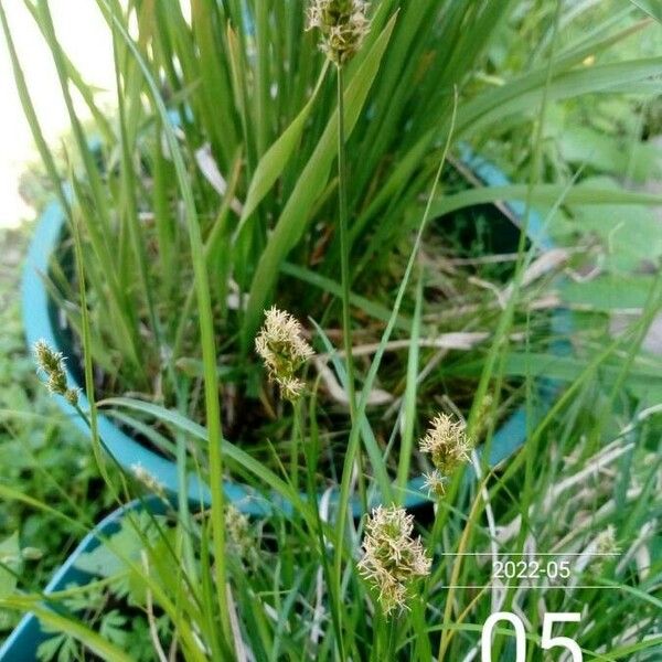 Carex brizoides Flower