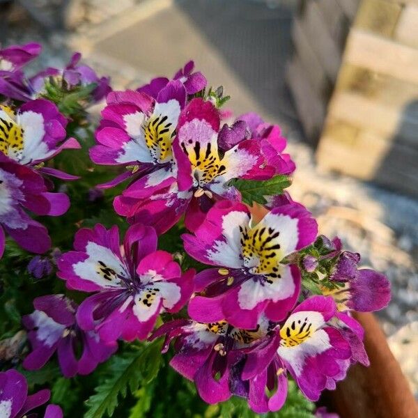 Schizanthus pinnatus Çiçek