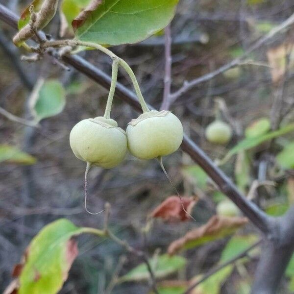 Styrax officinalis Fruitua