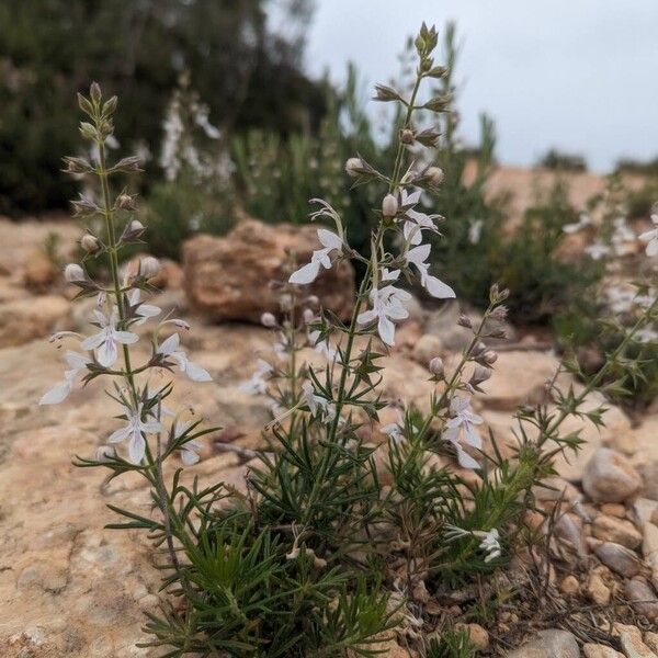 Teucrium pseudochamaepitys Vekstform