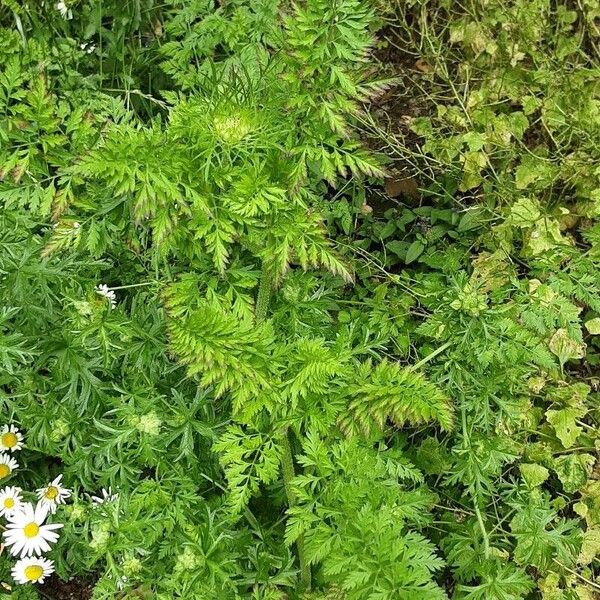 Visnaga daucoides Hábitos