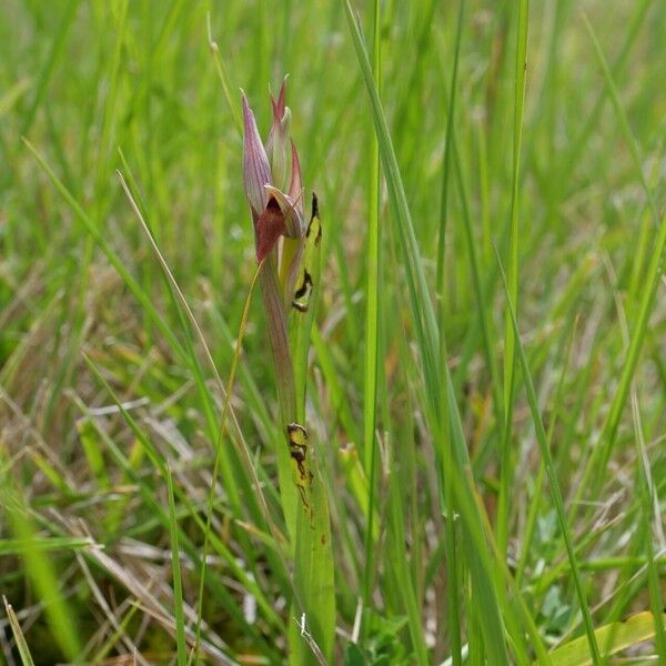 Serapias parviflora Habit