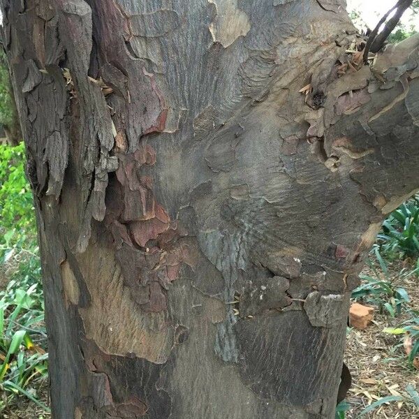 Afrocarpus falcatus Bark