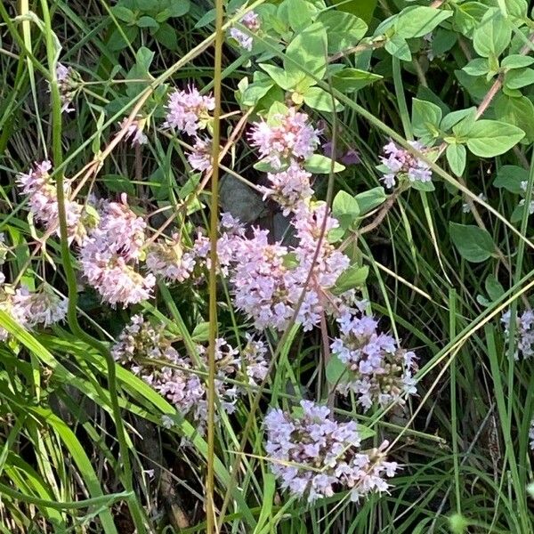 Origanum vulgare Çiçek