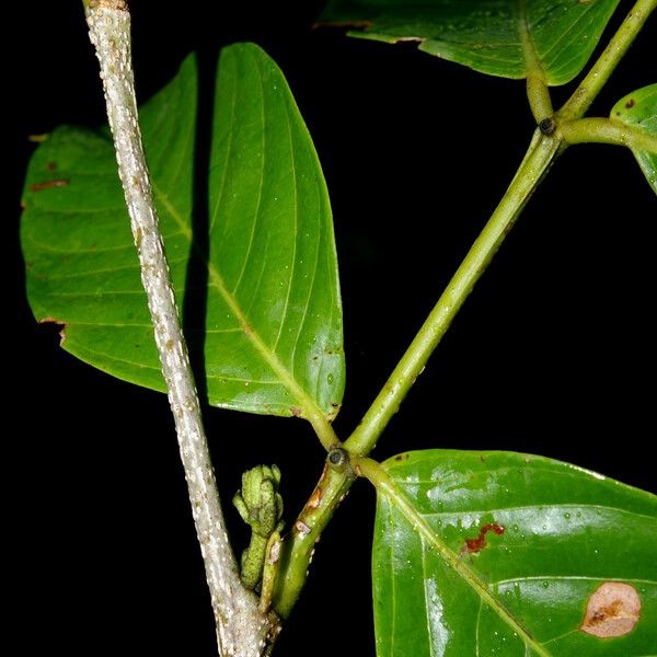 Inga acrocephala Fuelha