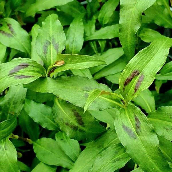 Persicaria odorata Ліст