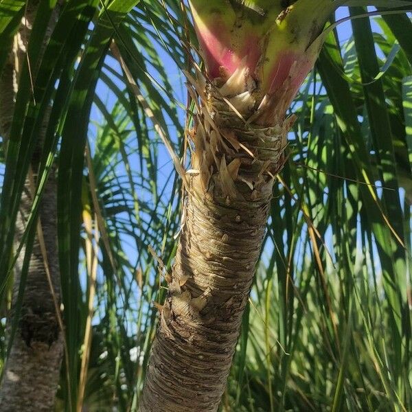 Beaucarnea recurvata Bark