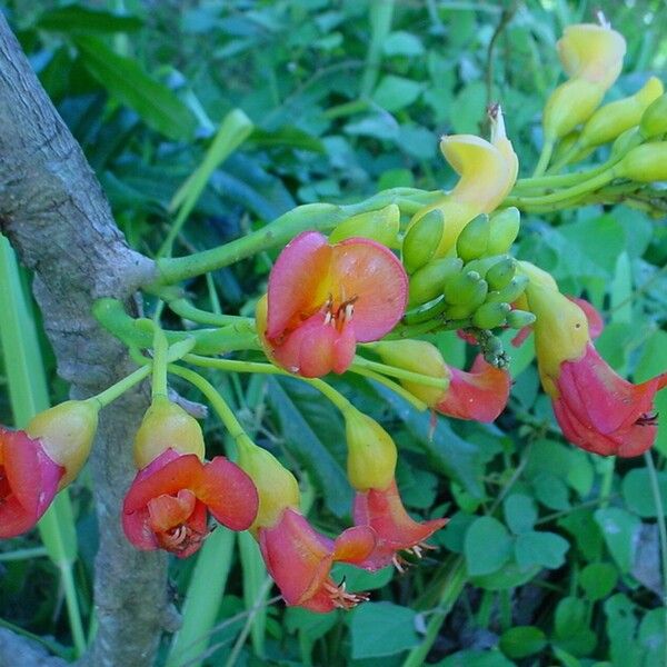 Castanospermum australe ফুল