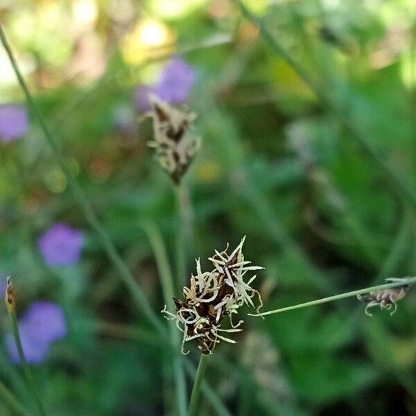 Carex divisa Blüte