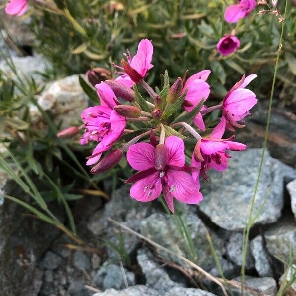 Epilobium dodonaei Flower