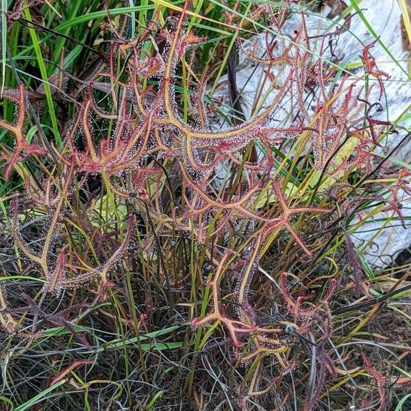 Drosera binata Leht