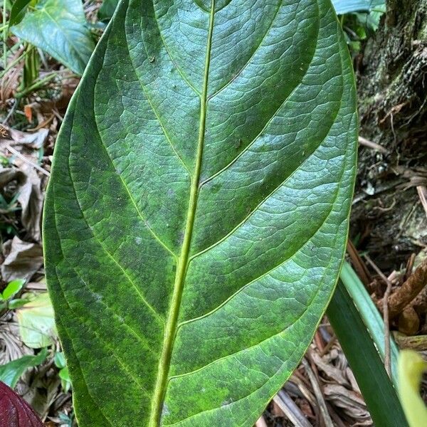 Anthurium jenmanii Leaf