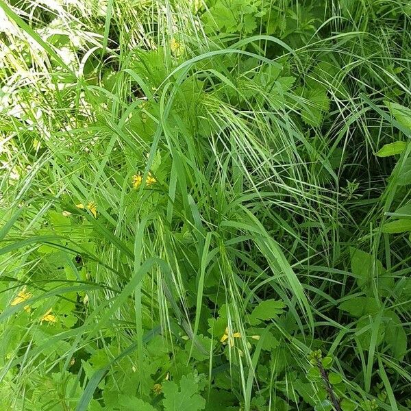 Anisantha sterilis Blad