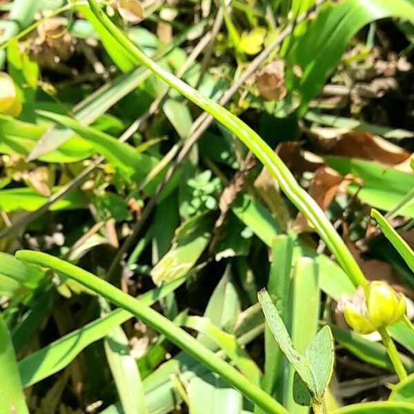 Senna obtusifolia Fruit