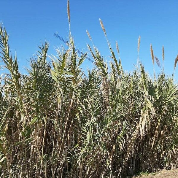 Arundo donax Hàbitat