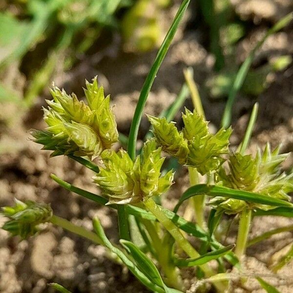 Cyperus squarrosus Flor