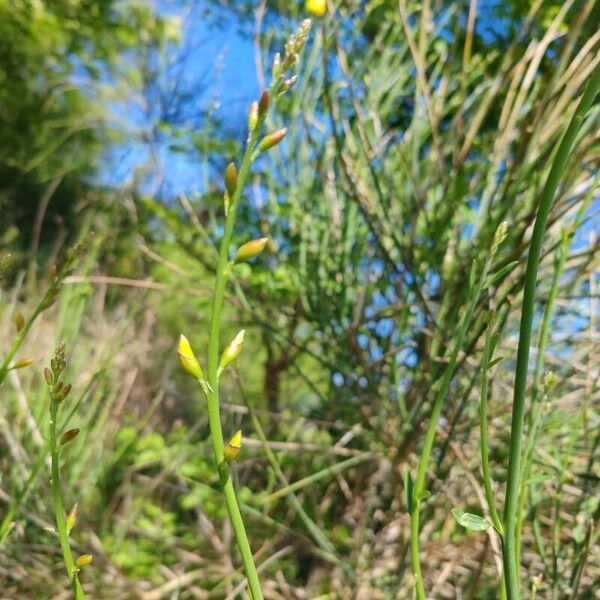 Spartium junceum Flower