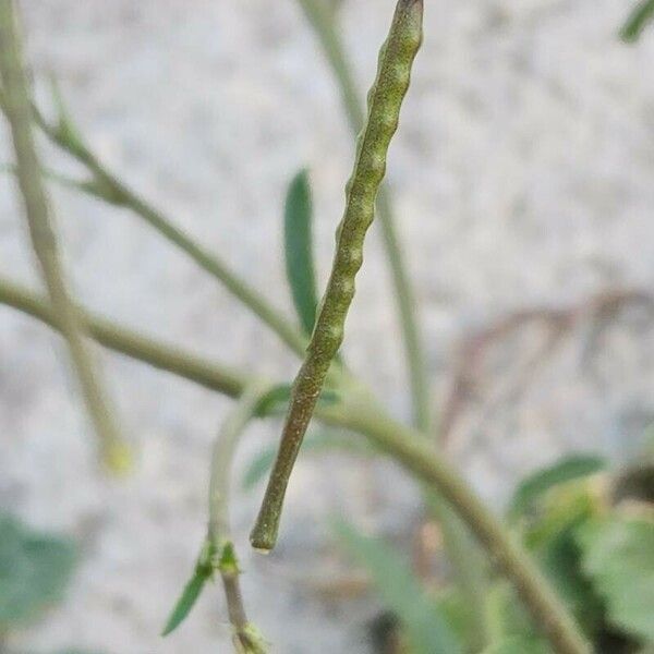 Brassica tournefortii Owoc