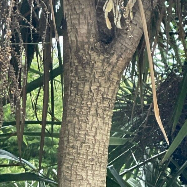 Cordyline australis Rusca