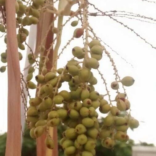 Brahea armata Fruit