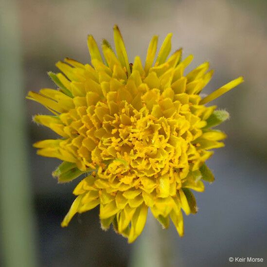 Agoseris grandiflora Blüte