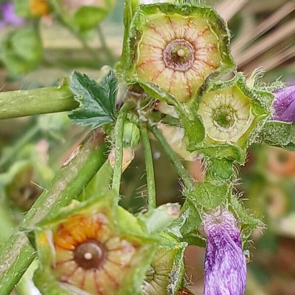 Malva sylvestris Frukt