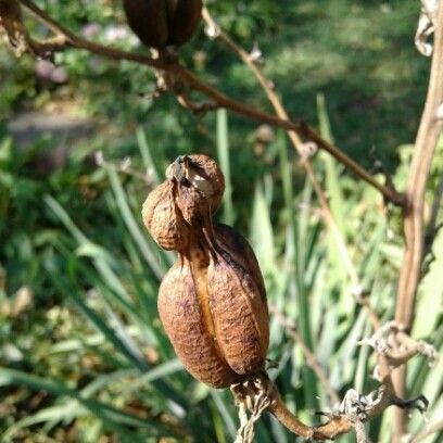 Yucca rupicola Плод