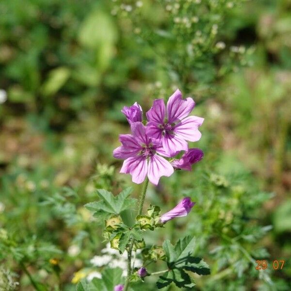 Malva sylvestris Plante entière