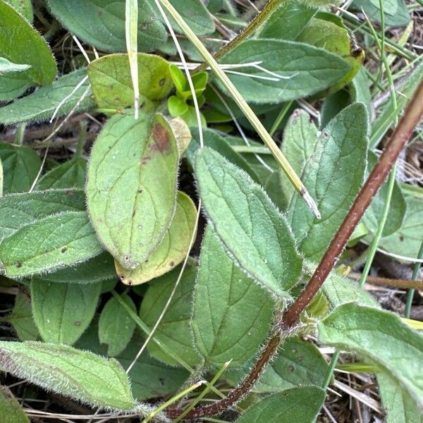 Prunella grandiflora 葉