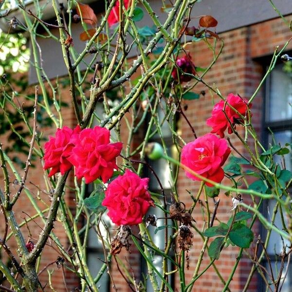 Rosa lucieae 形态