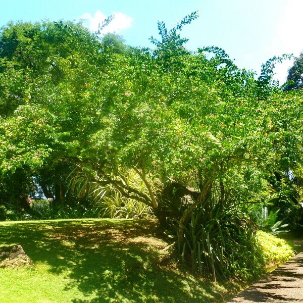 Averrhoa carambola Blad