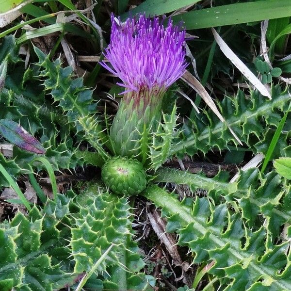 Cirsium acaulon अन्य