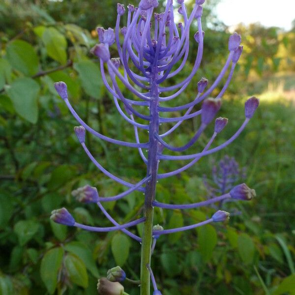 Muscari comosum Cvet