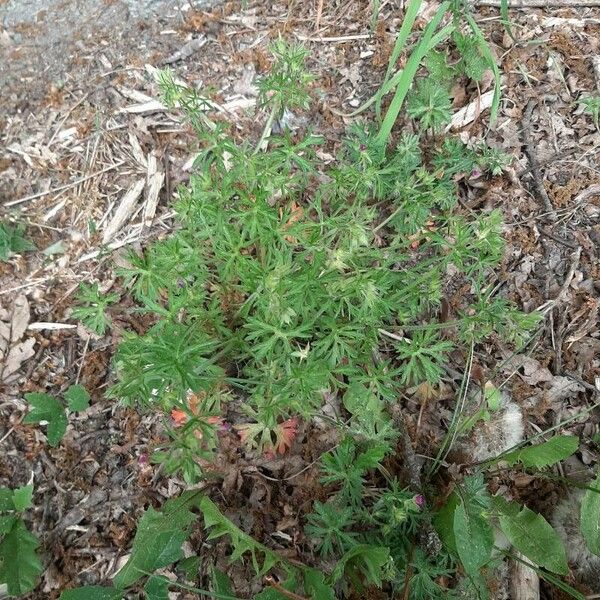 Geranium dissectum Lehti