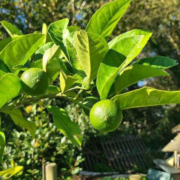 Citrus × aurantiifolia Frutto