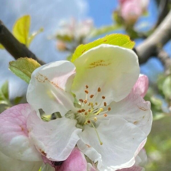 Malus pumila പുഷ്പം