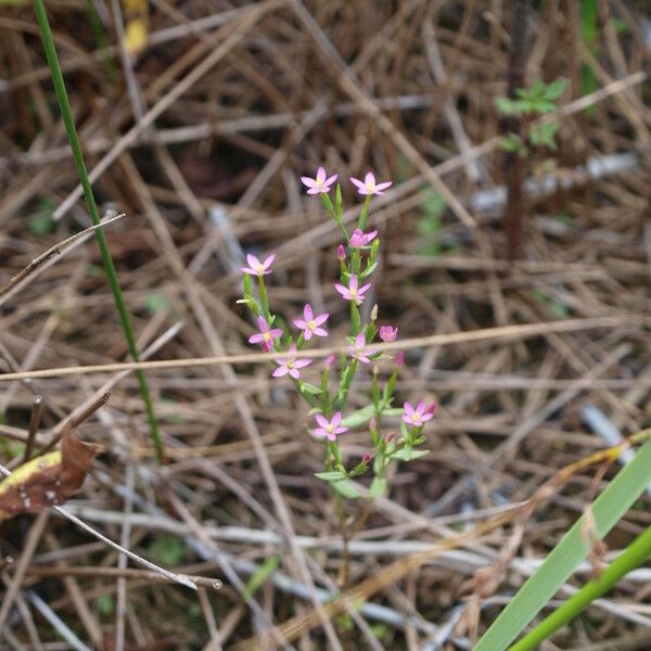 Centaurium pulchellum موطن