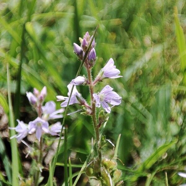 Veronica officinalis Λουλούδι