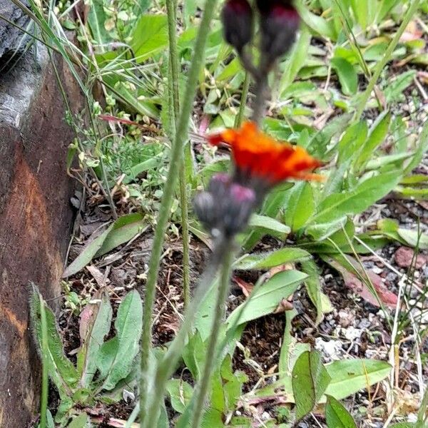 Pilosella aurantiaca Habit