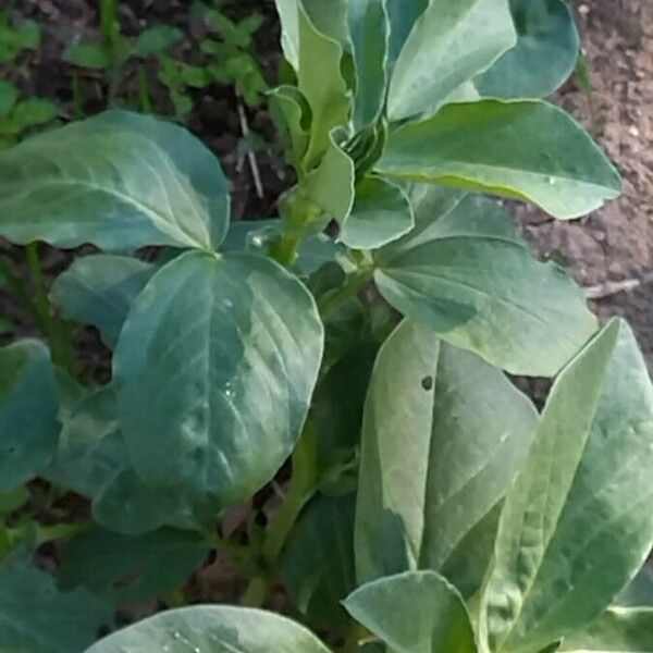 Vicia faba Fuelha