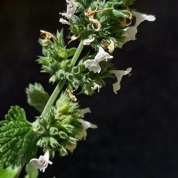 Nepeta cataria Cvet