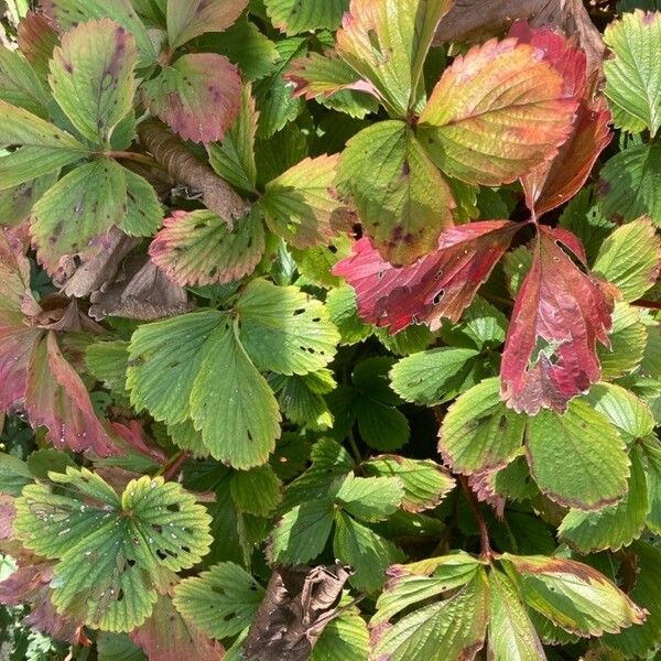 Fragaria × ananassa Frunză