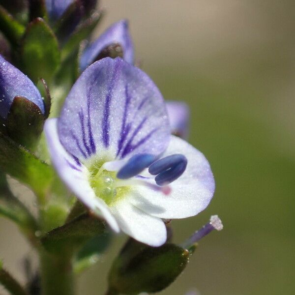 Veronica serpyllifolia Flower