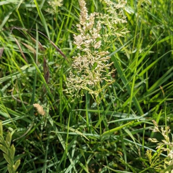 Agrostis gigantea Kukka