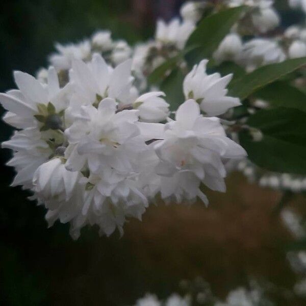 Deutzia scabra Virág