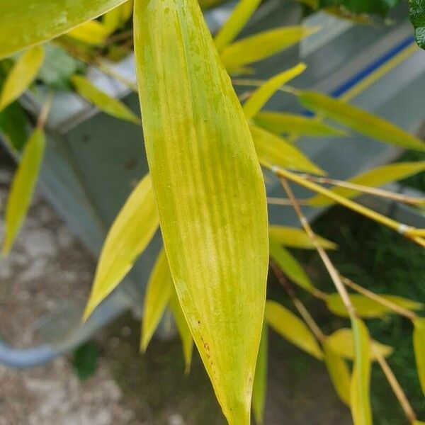 Phyllostachys aurea Feuille